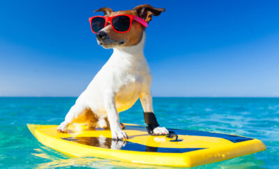 Pets in PCB